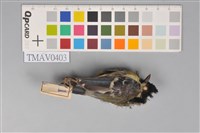 藏品(青背山雀)的圖片